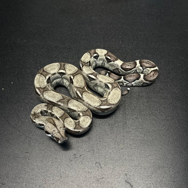 Ghost Boa - Female - ID#BC23079 – Firehorseexotics