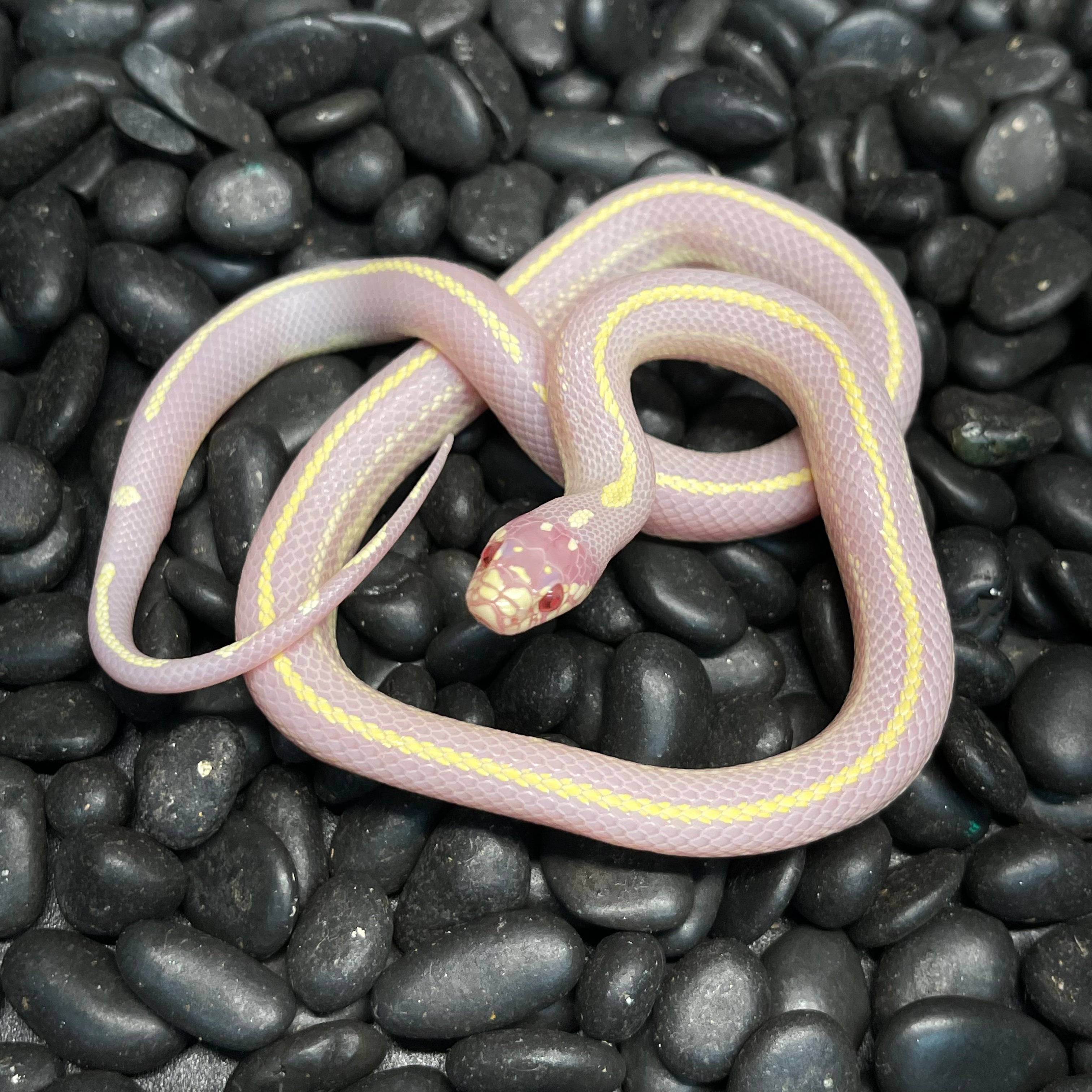 BABY KINGSNAKES