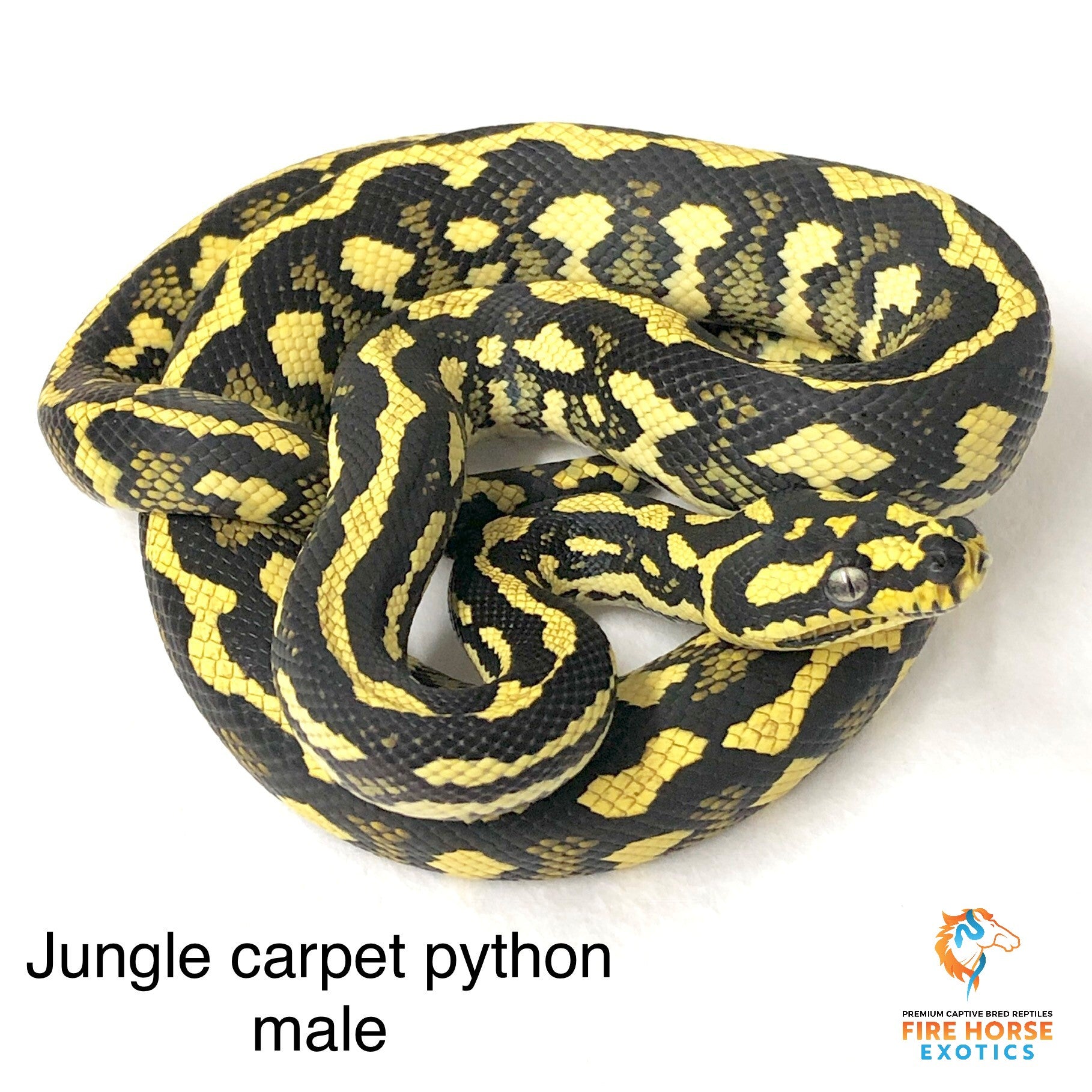 Jungle Carpet Python - Breeder - Male