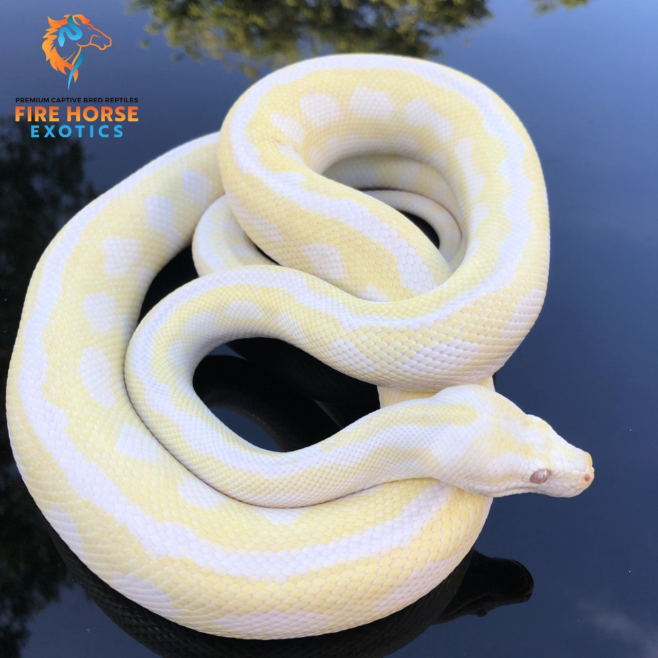 Snow Carpet Python  - Breeder